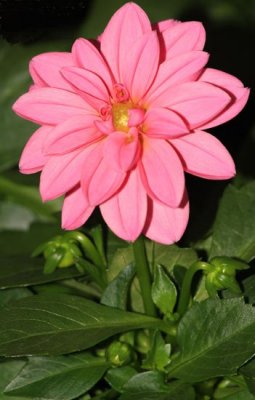 Pink Dahlia