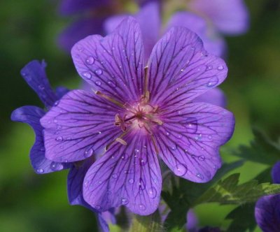 Purple Petunia