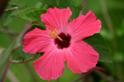 Pink Hibiscus