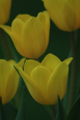 Yellow Tulip