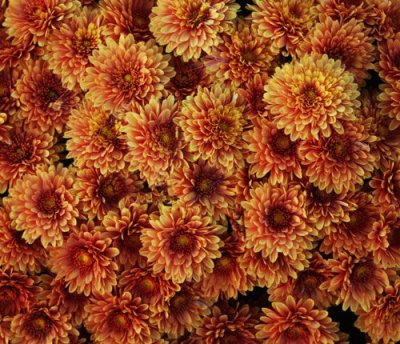 Fall Mums