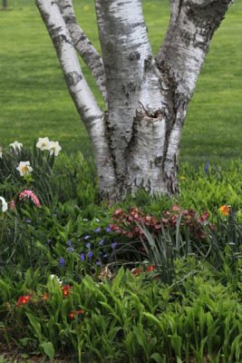 Colorful Birch