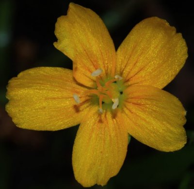 Yellow Flower