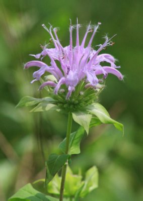 Bee Balm