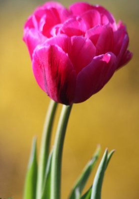 Feathered Pink Tulip