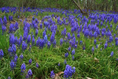 Field of Hyacinths