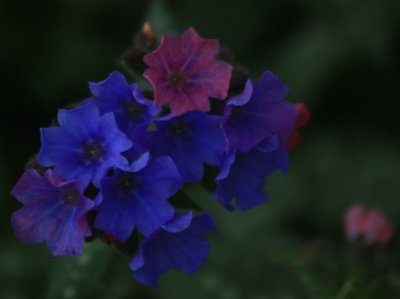 Summer Garden Flower