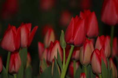 Clustered Red Tulips