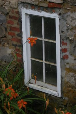 Cellar Window Adorned with Daylilies