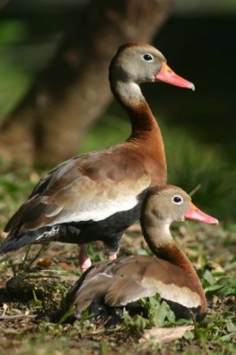 Tree Ducks