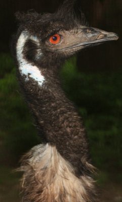 Emu from Australia