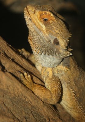 Costa Rican Lizard