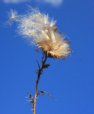 Flying Thistle Seeds