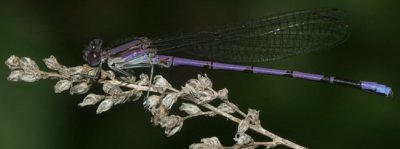 Variable Dancer Male