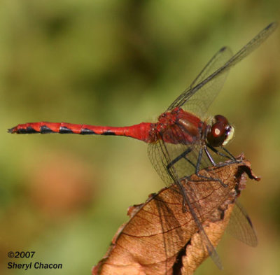 Janes Meadowhawk 