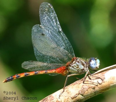 Blue-faced Meadowhawk