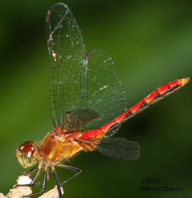 Yellow-legs Meadowhawk