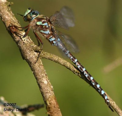 Darner Dragonfly