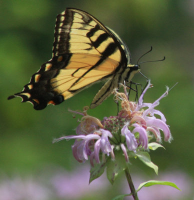 Swallow Tail Butterfly Fly On Bee Balm