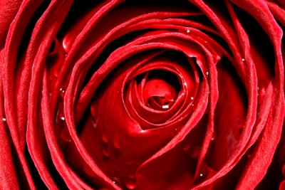 Spiraling Red Rose