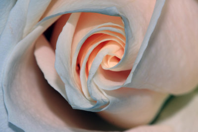 Multi-colored Garden Rose