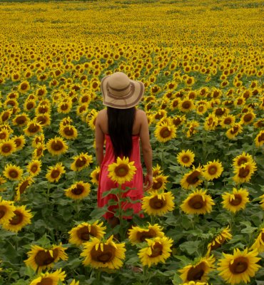 Lost in Sunflowers.jpg