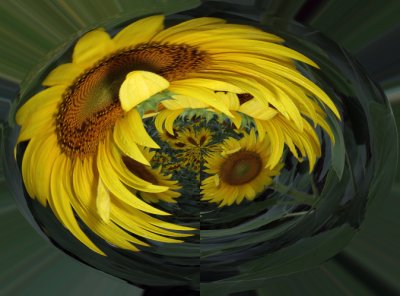 Sunflower's