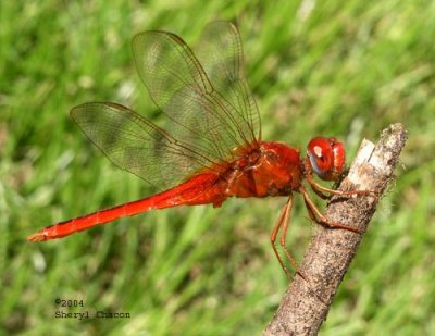 Scarlet Skimmer