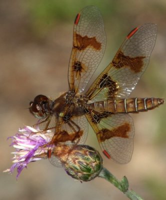 Amberwing