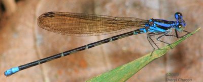 Damselfly