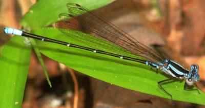 Damselfly