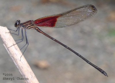 Rubyspot Broadwing