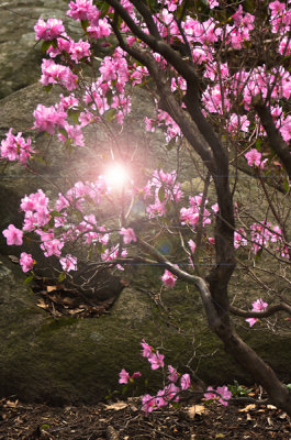 Spring Tree.jpg
