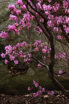 Flowering Spring Tree