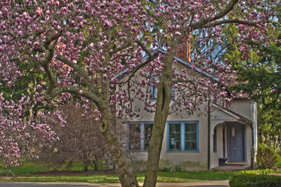 Cherry Trees Over Country House