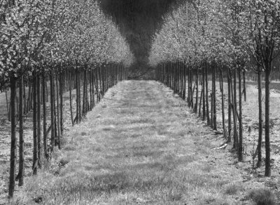 Infrared Photo Of A Tree Farm