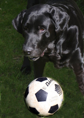 Soccer Ball Dog