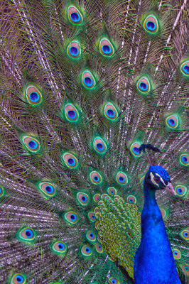 Peacock 