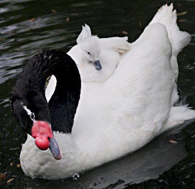 Mom Swan with Transporting Baby.jpg