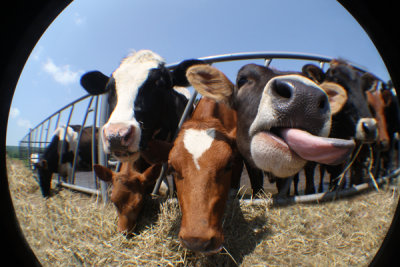 Cows Feeding 3.jpg