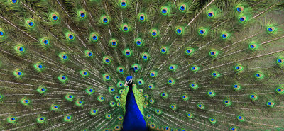 Peacock Displaying