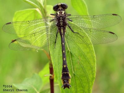 Banner Clubtail