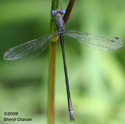 Swamp Spreadwing