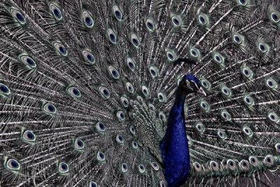 Peacock 