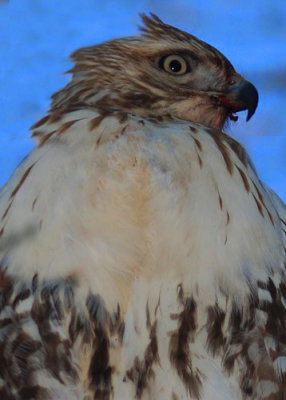 Red-tailed Hawk