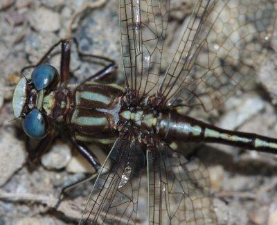 Ashey Clubtail