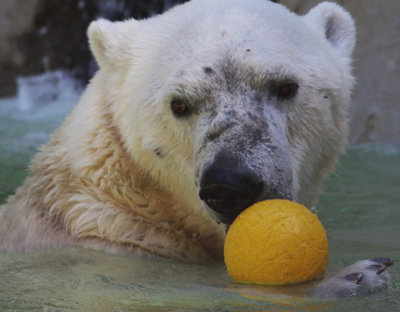 Polar Bear With Toy Ball