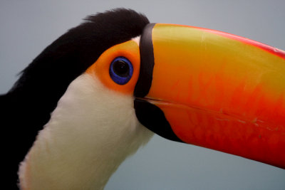 Toucan 