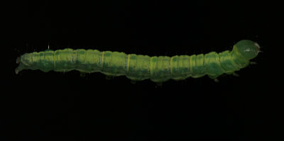 Silk Worm.jpg