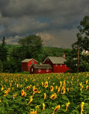 Sunflower Field In Evening Light